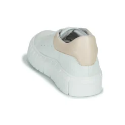 Sweet Lemon - PLANTO