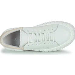 Sweet Lemon - PLANTO