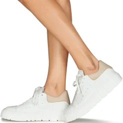 Sweet Lemon - PLANTO